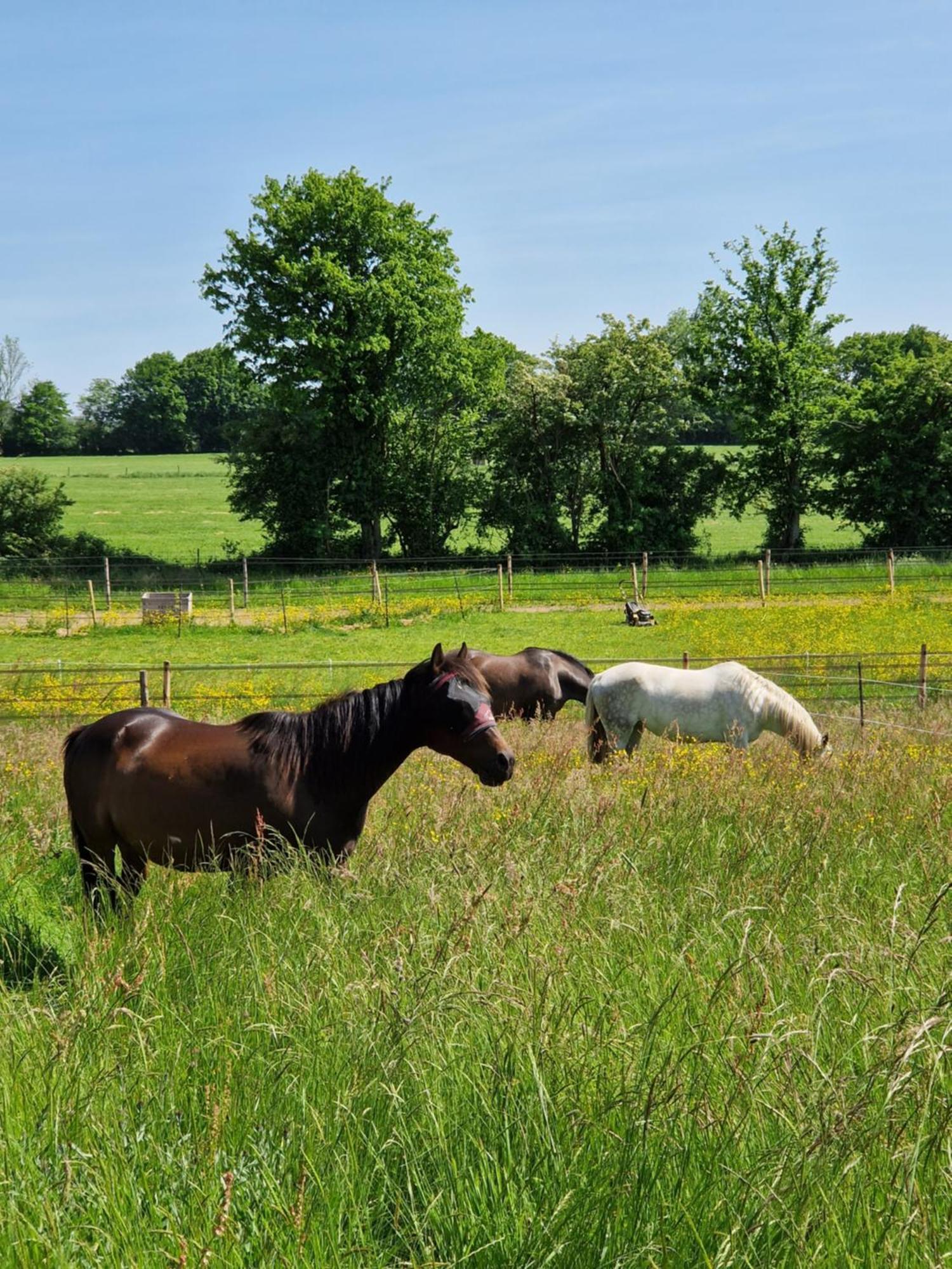 Habitat Bed & Breakfast Momignies Eksteriør bilde